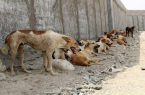 جمع‌آوری ۲۵۰۰ قلاده سگ در تبریز