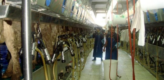 حمایت ۲۵۰میلیاردی بانک کشاورزی از راه‌اندازی گاوداری شیری ۳۰۰۰ راسی در روستای ساتلو خسروشاه