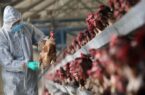 مشاهده بیماری آنفلوآنزای فوق حاد پرندگان در تبریز