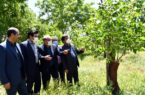 تعویض تاج و سرشاخه کاری ۵۶۰ هکتار باغ گردو در آذربایجان شرقی