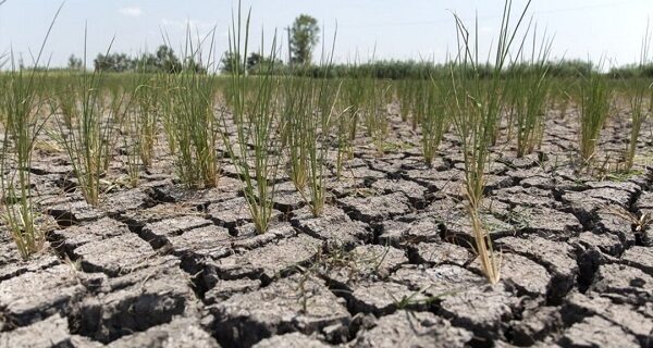 خسارت خشکسالی به ۱۱۷ هزار هکتار از اراضی زراعی آذربایجان شرقی