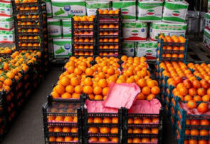 تأمین ۶۷۰ تن خرما و میوه تنظیم بازار برای رمضان و نوروز در آذربایجان شرقی