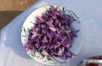 برداشت زعفران در خسروشاه؛ گامی تازه برای توسعه کشت‌های کم‌آب‌بر