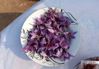 برداشت زعفران در خسروشاه؛ گامی تازه برای توسعه کشت‌های کم‌آب‌بر