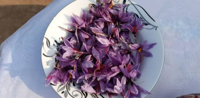 برداشت زعفران در خسروشاه؛ گامی تازه برای توسعه کشت‌های کم‌آب‌بر
