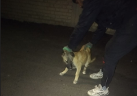 جمعآوری ۱۵ قلاده سگ ولگرد در خسروشاه