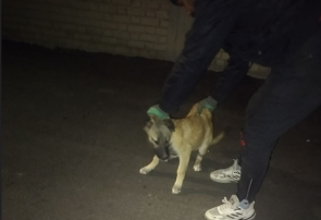 جمع‌آوری ۳۹ قلاده سگ بلاصاحب در خسروشاه