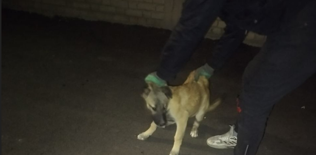 جمع‌آوری ۳۹ قلاده سگ بلاصاحب در خسروشاه