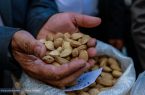چرا برگزاری جشنواره بادام برای خسروشاه مهم است؟